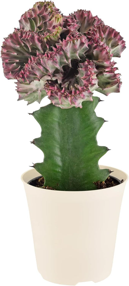 Arcadia Garden Products Live Mermaid Tail Cactus Indoor Houseplant in Plastic Pot, Euphorbia lactea Cristata Crested Coral Succulent Plant Gift for Home and Garden Decor, 4-inch, Light Purple
