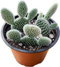 Live Succulents 'Bunny Ear Cactus' (4-inch), Succulent Plants Fully Rooted in Pots with Soil, Easy-Care House Plant for DIY, Home Office Decor, Wedding Party Favor