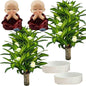 Brazilian Lucky Wood Plant, Brazilian Wood with Energy Crystals, Low-Light Office, Bedroom Decor, Home Good Luck Decor (Two Shades of Purple)
