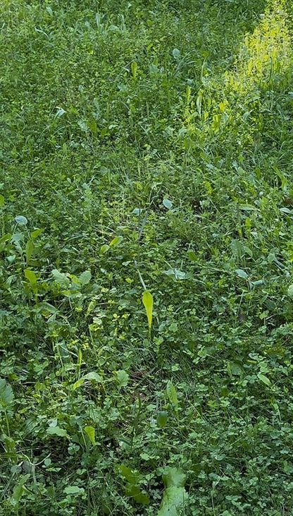 Soggy Bottoms Food Plot Seed Mix, 1/3 Acre or 3 Acres, A Mix of Turnips and Moisture Tolerant Clover, Survives Where Others Can’t