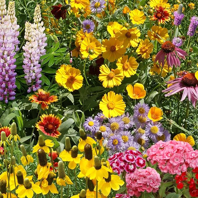 Ferry-Morse Perennial Mix Bulk Wildflower Seeds, 1lb