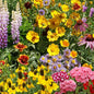 Ferry-Morse Perennial Mix Bulk Wildflower Seeds, 1lb