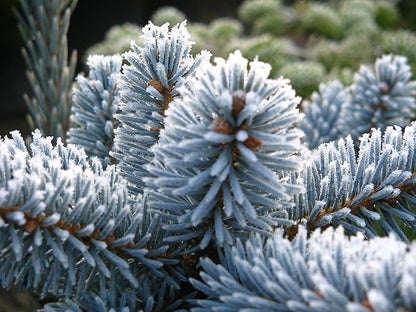 Hoopsii Colorado Blue Spruce - 2 Year Live Plant, Vibrant Blue Foliage, 3" Pot