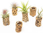 Air Plant Shop 12 Pack 3 Inch Cholla Cactus Holders with Assorted Air Plants- Wholesale and Bulk - Succulents - Live Tillandsia - Easy Care Indoor and Outdoor House Plants