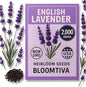 Premium English Lavender Seeds – 2,000 Non-GMO, USA-Grown Herb Seeds for Indoor & Outdoor Planting – High Germination Wildflower (Lavandula angustifolia)