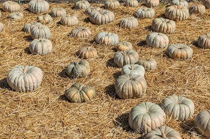 Park Seed Jarrahdale Pumpkin Seeds – Non-GMO Heirloom Blue-Green Baking Pumpkins from New Zealand, Rich Sweet Flesh for Pies & Storage, Decorative Ribbed Fruit, Pack of 25