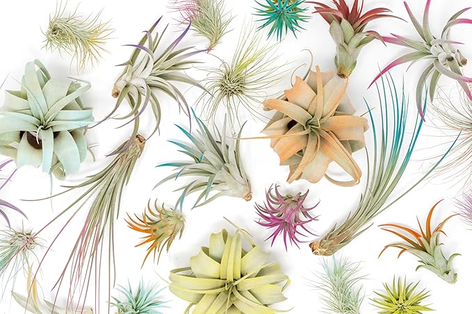 Purple Colorful Tillandsia Air Plants - Long Lasting Color Enhanced Live Tillandsia Succulent House Plants - Home and Garden Decor - Easy Care Indoor and Outdoor (Ionantha Rubra, Pack of 3)
