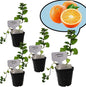 Orange Mint Plants. Share/Gift for Family and Friends. Live, Fragrant, Fresh, Edible. Easy Grow. Indoor/Outdoor. (4 Mint Cups)