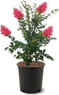 American Plant Exchange Tuscarora Crape Myrtle Tree Live, 3-Gallon Pot, 1-2ft Tall, Dark Pink Flowers, Drought-Tolerant, Large Outdoor Landscape Accent, Year-Round Beauty
