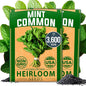 HOME GROWN Premium Common Mint Seeds (Bulk Pack) 3,600 Heirloom Herb Seeds, USA Sourced | Ideal for Planting Outdoors or Indoors for a Fresh Mint Tea Garden (Mentha spp)