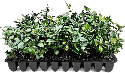 Star Jasmine | 40 Live Plants | Trachelospermum Jasminoides | Fragrant Blooming Evergreen Vine, Low Maintenance, Climbing, White Flowers, Attracts Pollinators, Drought Tolerant