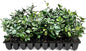Star Jasmine | 40 Live Plants | Trachelospermum Jasminoides | Fragrant Blooming Evergreen Vine, Low Maintenance, Climbing, White Flowers, Attracts Pollinators, Drought Tolerant