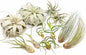 10 Pack of Large Tillandsia Air Plants - Xerographica, Juncea, Bulbosa, Caput Medusae & Harrisii- Live Succulent House Plants Availabe in Wholesale and Bulk - Easy Care Indoor and Outdoor Plant
