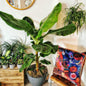Dwarf Cavendish Banana Tree Live Plant, Cold Hardy Banana Plant Live, Tropical Banana Fruit Seedling, Well Rooted 4-8 Inch Tall