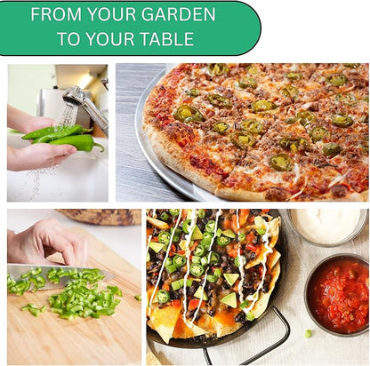 Woods Creek Seeds: Jalapeño TAM Hot Pepper Seeds for Planting - Over 180 Heirloom Non-GMO Jalapeno Seeds for Planting - Beginner Friendly Jalapeno Pepper Seed Pack for Indoor, Outdoor & Home Garden
