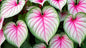 Heart of Jesus Caladium Bulbs for Planting - Perennial Hosta, Elephant Ears, Fancy (10 Bulbs)