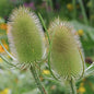 Outsidepride Teasel Seeds - 2000 Pcs. Biennal, Low Maintenance & Drought Tolerant, Flower Seeds for Planting Tall, Comb-Like Lilac Blooms for Cut Flower Arrangements & Pollinator Gardens