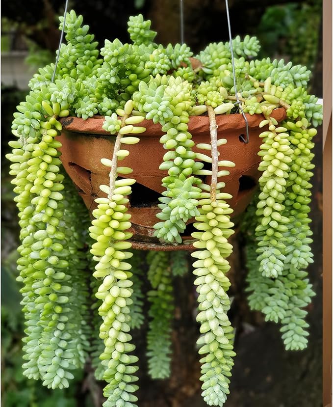 Sprout N Green Donkey's Tail, Live Sedum Morganianum-Burro's Tail, Succulent Plant Fully Rooted in 2" Pot, Real House Plant for Indoor Outdoor Home Office Wedding Decoration Party Favor