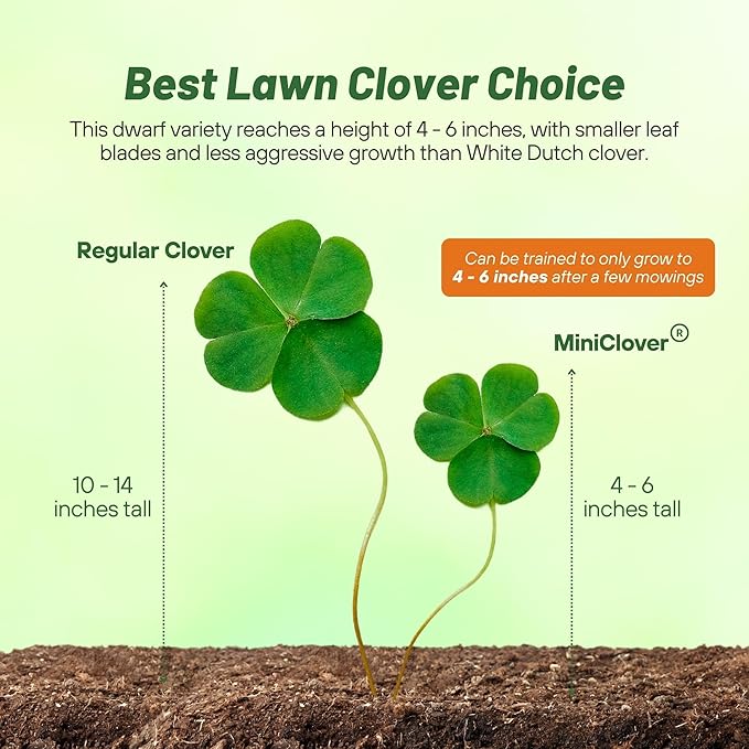 Outsidepride Perennial White MiniClover Seed - 2 lb. Dwarf, Small-Leaved, Drought & Wear-Tolerant Micro Clover Seeds for Lawn, Ideal Low-Maintenance & Easy to Grow Ground Cover Seeds for Home Yard