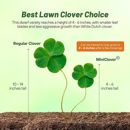 Outsidepride Perennial White MiniClover Seed - 2 lb. Dwarf, Small-Leaved, Drought & Wear-Tolerant Micro Clover Seeds for Lawn, Ideal Low-Maintenance & Easy to Grow Ground Cover Seeds for Home Yard