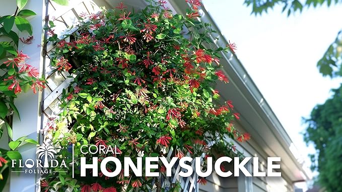 Coral Honeysuckle | 20 Live Plants | Lonicera Sempervirens | Attracts Hummingbirds, Red Trumpet Flowers, Fast Growing Vines, Low Maintenance, Long Blooming Season, Garden Climbing Vine