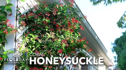 Coral Honeysuckle | 20 Live Plants | Lonicera Sempervirens | Attracts Hummingbirds, Red Trumpet Flowers, Fast Growing Vines, Low Maintenance, Long Blooming Season, Garden Climbing Vine