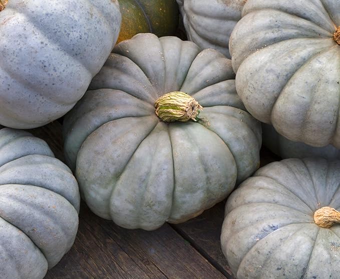 Park Seed Jarrahdale Pumpkin Seeds – Non-GMO Heirloom Blue-Green Baking Pumpkins from New Zealand, Rich Sweet Flesh for Pies & Storage, Decorative Ribbed Fruit, Pack of 25