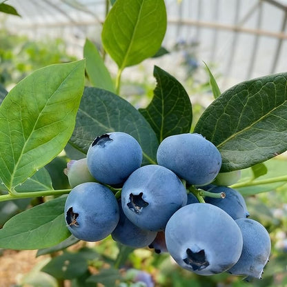 200 Blueberry Seeds for Planting, Non-GMO Blueberry Seed, Fruit Tree Seeds, Heirloom Berry Seed for Gardens and Containers
