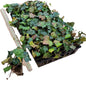 English Ivy Hardy Groundcover/Climbing Vine 50 Plants 2" Pots