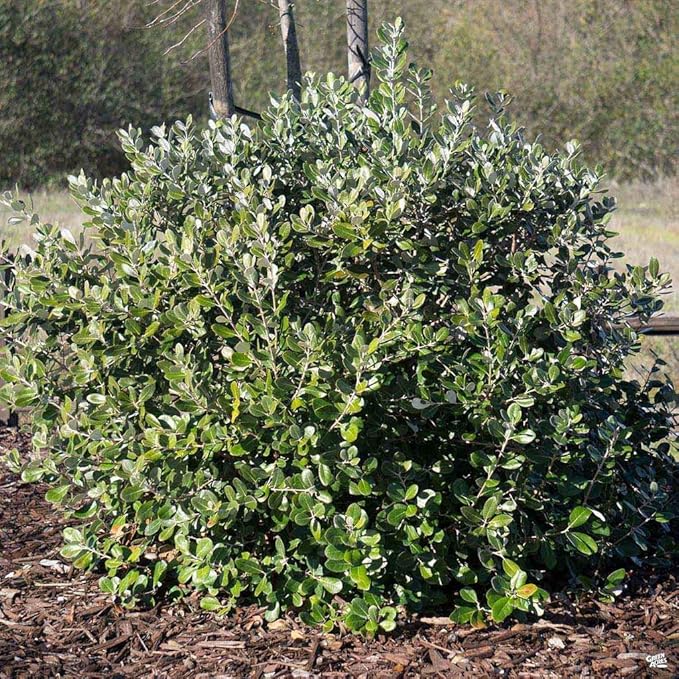 Pineapple Guava Plant - 3 Live 4 Inch Plants - Feijoa Sellowiana - Edible Flowers and Fruit