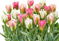 Easy to Grow Tulip 'China Town Mix' Plant Bulbs (30 Pack) - Mixed Pink & White Viridiflora Type Flowering Blooms in Spring Gardens