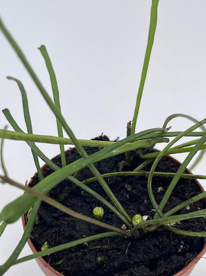 BubbleBlooms Hoya Retusa in a 2 inch Pot Wax Plant, Wax Vine, and Porcelain Vine