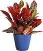 Thorsen's Greenhouse Live Petra Croton Plant, Codiaeum Variegatum, Colorful Foliage, Live Indoor Houselant (Navy, 6-inch Pot)