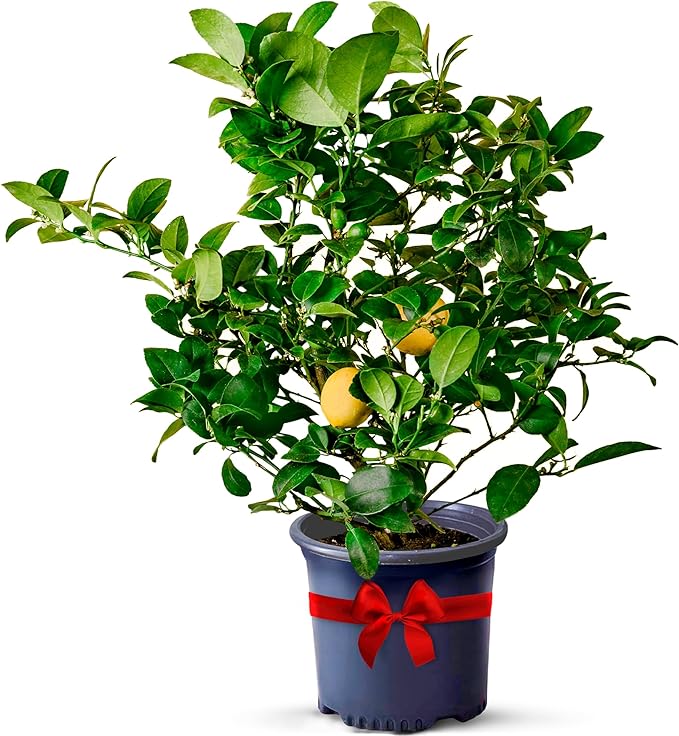 Meyer Lemon Trees Live Plants Outdoor 18-22" Tall - Dwarf Fruit Trees Potted Cannot Ship: CA/AZ/TX/LA – Mini Lemons Plant, Citrus Tree, Indoor Fruit Tree Live Plants, Housewarming Gift by Via Citrus