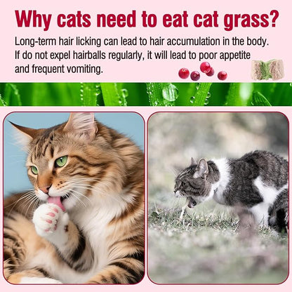 HavenJanny Freezed-Dried Cat Grass Treats, Catgrass Cranberry Duo Bites, Cat Dental Treats for Hairball Control and Urinary Tract Support, Cats Teething Stick (60g, Cranberry)