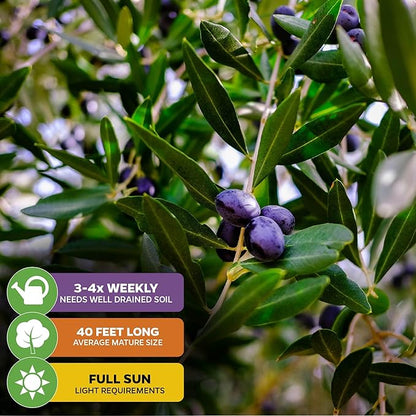 Leccino Olive Tree - Olea europaea by Wellspring Gardens - Fast-Growing Live Plant, Fruit-Bearing, Drought-Tolerant, Easy-Care, Olive Oil Producing, Cross-Pollination Friendly, Ideal for Home Garden