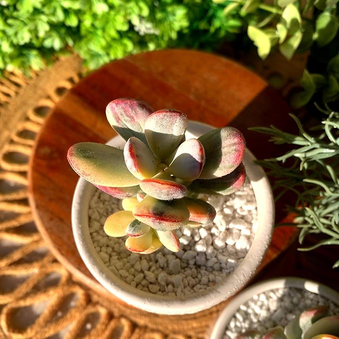 FWPP Live Succulents Plants Cotyledon Orbiculata cv. Variegated 2.5 inches,Rare Succulents Bare Root Without Pot Soil, Live Plants Indoor Office Decoration Wedding and Gift
