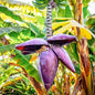 Zebrina Banana Tree Live Plant, Cold Hardy Banana Plant Live, Tropical Banana Fruit Seedling, Well Rooted 4-8 Inch Tall