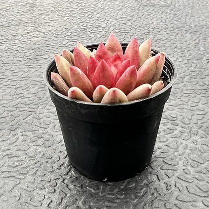 Sprout N Green Echeveria Goldfish, Rare Live Succulent Plant Fully Rooted in 2" Planter with Soil, Home Office Indoor Outdoor Wedding Decoration DIY Projects Party Favor