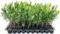 Bottlebrush Red Cluster | 3 Live Plants | Callistemon | Drought Tolerant Shrub, Evergreen Foliage, Vibrant Red Blooms, Low Maintenance Plant, Attracts Hummingbirds, Landscaping