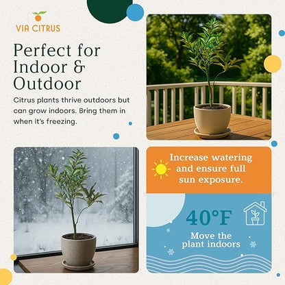 Grafted Kumquat Live Tree Plants Outdoor Plant 14-18" Tall - Sweet Kumquat Fruiting Tree Cannot Ship: CA, AZ, TX, LA, Dwarf Fruit Trees, Indoor Fruit Trees Live Plants, Kumquats Plant by Via Citrus