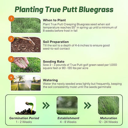 Outsidepride True Putt Perennial Creeping Bluegrass Seed - 1 Lb. Shade-Tolerant Bluegrass for Golf Courses & Home Putting Greens - Ideal for Dense, Fine-Textured Lush Turf in Low-Light Areas