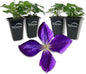 Clematis Jackmanii - 4 Live Starter Plants in 2 Inch Growers Pots - Starter Plants Ready for The Garden - Beautiful Violet Purple Flowering Vine