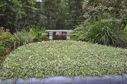 Variegated Asiatic Jasmine | 10 Live Plants | Trachelospermum Asiaticum | Fast Growing Ground Cover, Evergreen Foliage, Low Maintenance Vine, Landscaping Shrub, Drought Tolerant Plant