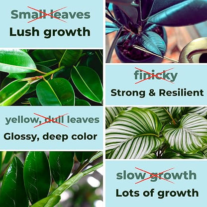 Big Green Leaves Indoor Plant Food - House Plant Fertilizer - Fast Acting Minerals +Superfood Sea Kelp | 4X More Concentrated Than Liquid Plant Food (1LB)