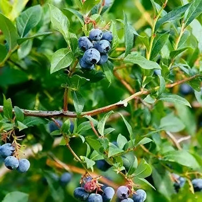 200 Blueberry Seeds for Planting, Non-GMO Blueberry Seed, Fruit Tree Seeds, Heirloom Berry Seed for Gardens and Containers