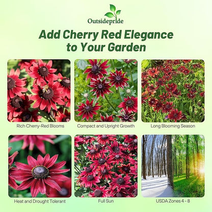 Outsidepride Cherry Brandy Rudbeckia Seeds - 25 Pcs. Annual, Easy to Grow & Self-Seeding Flower Seeds for Planting Red Blooms, for Low Maintenance Pollinator Gardens & Erosion Control