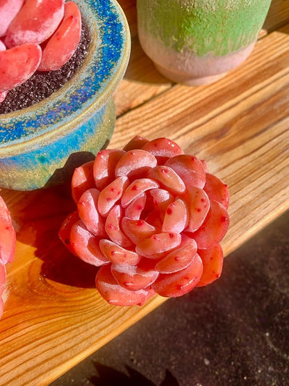 FWPP Live Succulents Plants Echeveria Snow Angel 2.5 inches,Rare red Succulents Bare Root Without Pot Soil, Live Plants Indoor Office Decoration Wedding and Gift