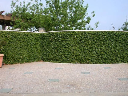 Creeping Fig Plant Ficus Pumila Climbing Vine - 30 Live Fully Rooted Plants