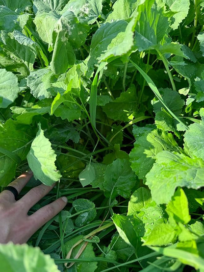 Complete 1 Food Plot Seed Mix for Deer, 1/4 Acre or 1 Acre, One Mix Covers All The Bases, Cereal Grains, Brassicas, Clovers, Legumes, Early Season Blend